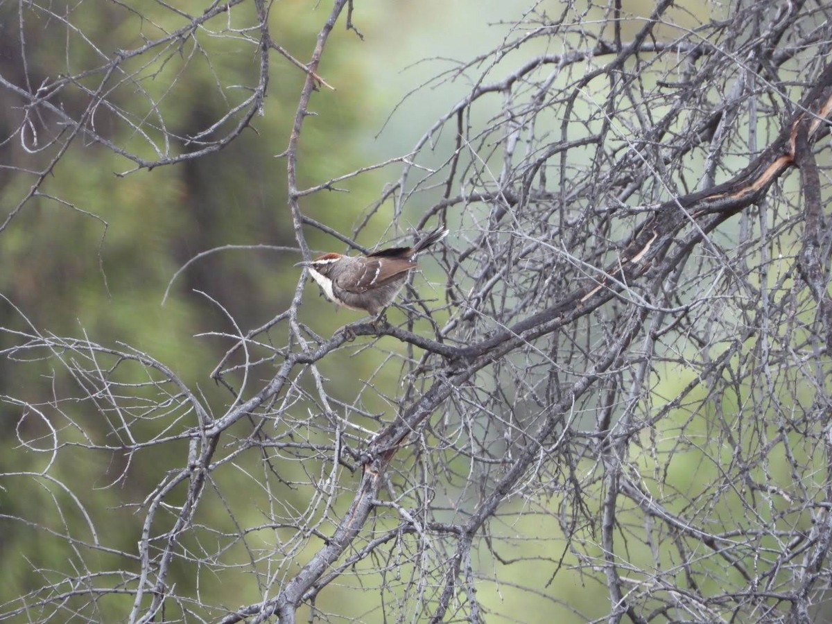 Chestnut-crowned Babbler - ML609783461