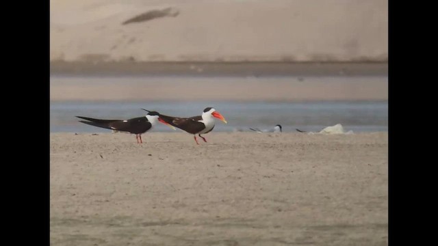 Indian Skimmer - ML609783740