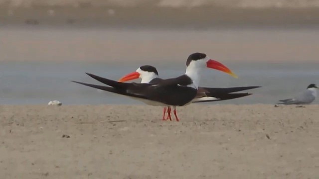 Indian Skimmer - ML609783741