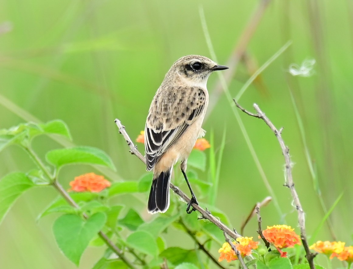 Siberian Stonechat - ML609783800