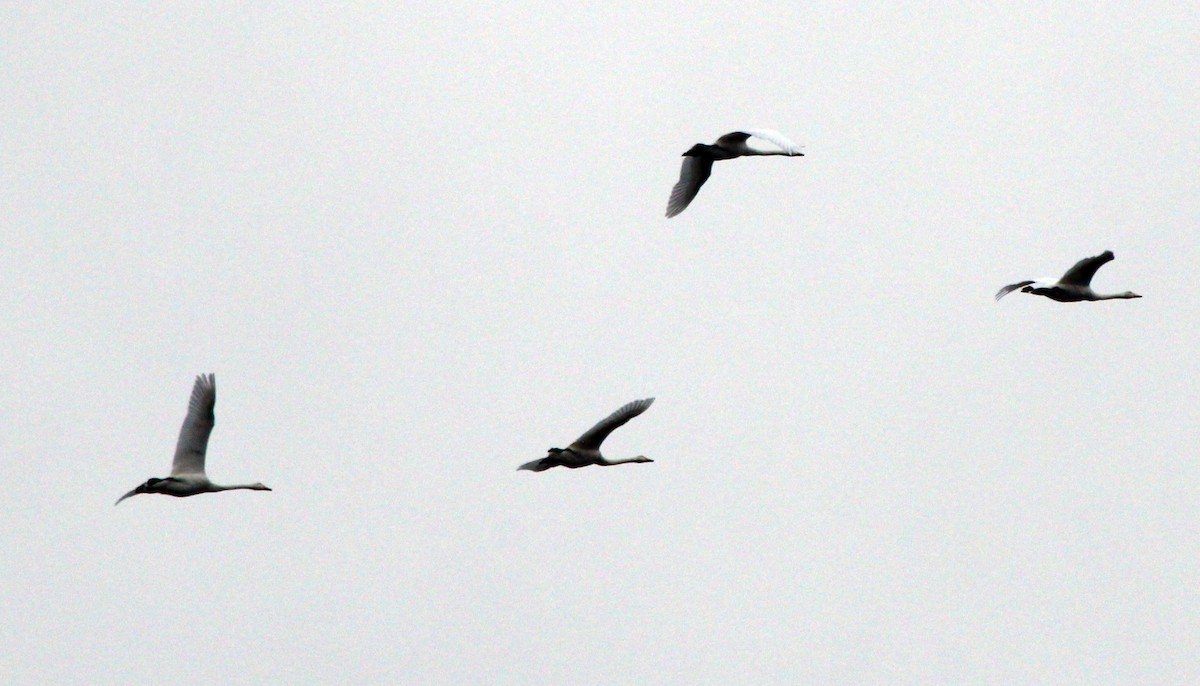 Whooper Swan - Alexander Lees