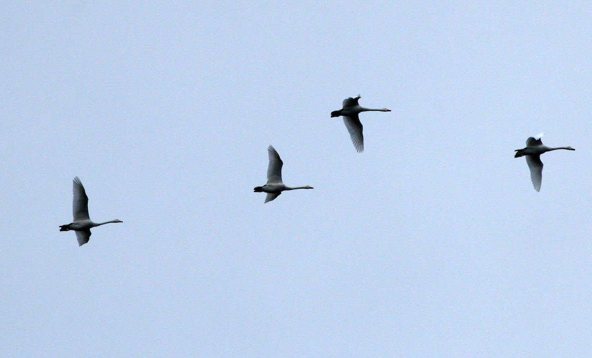 Whooper Swan - Alexander Lees