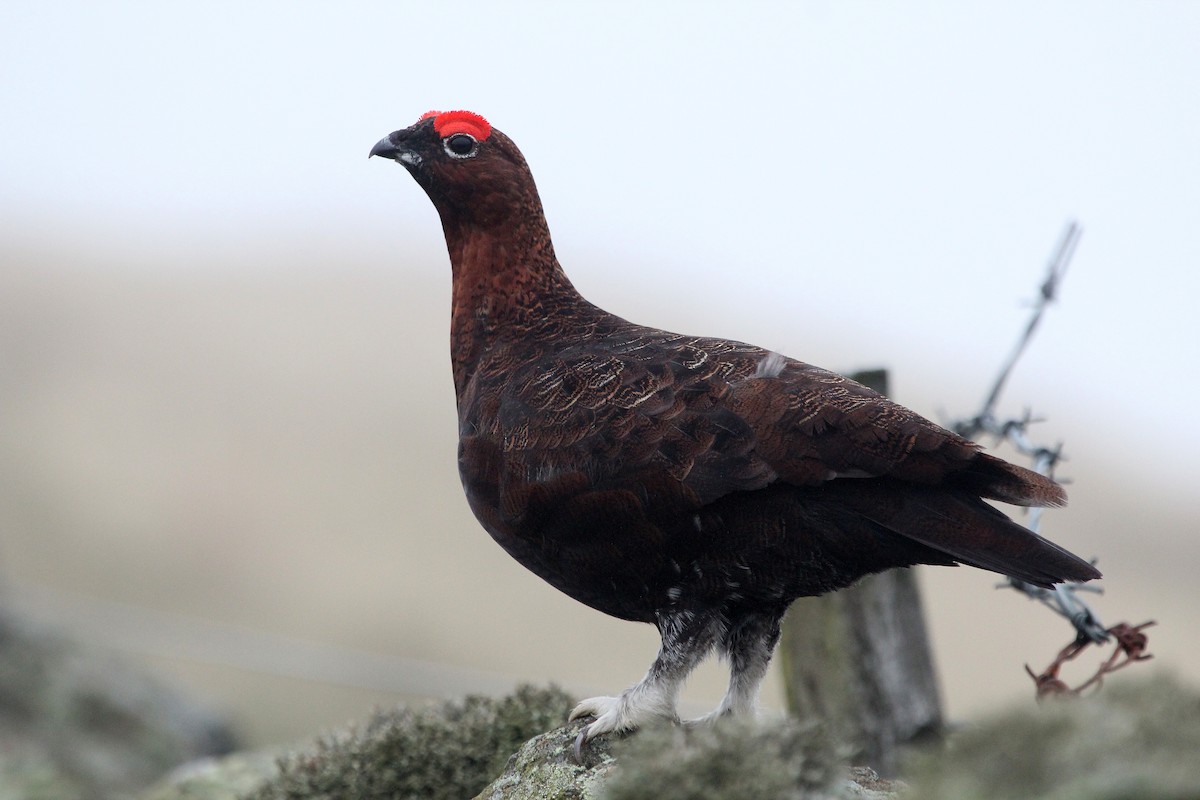 Red Grouse - Alexander Lees