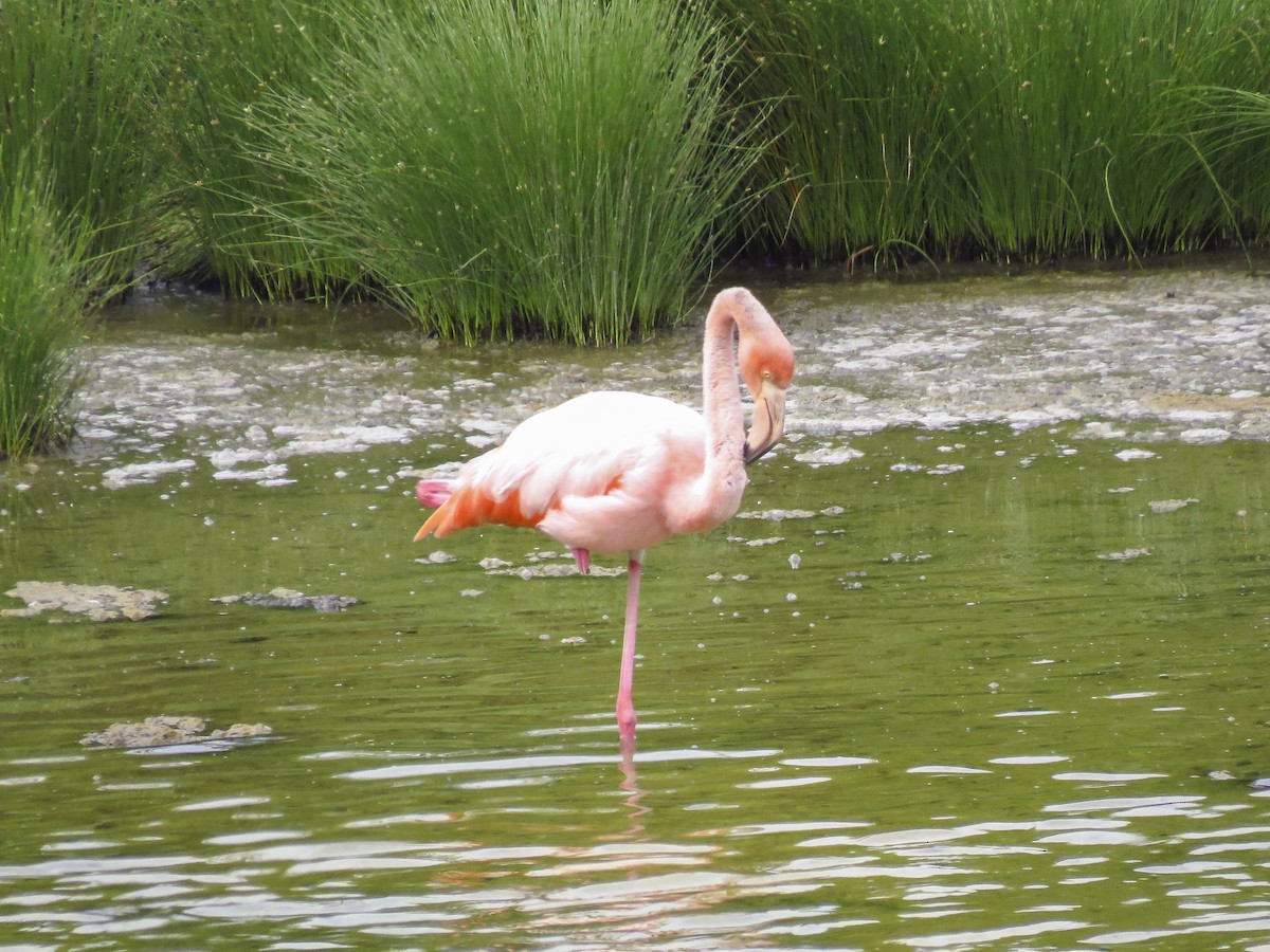 American Flamingo - ML609783928