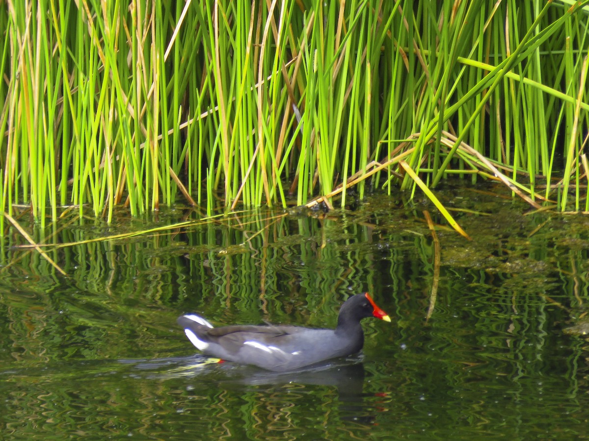 Gallinule d'Amérique (groupe galeata) - ML609783929