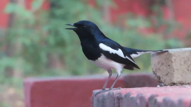 Oriental Magpie-Robin - ML609783978