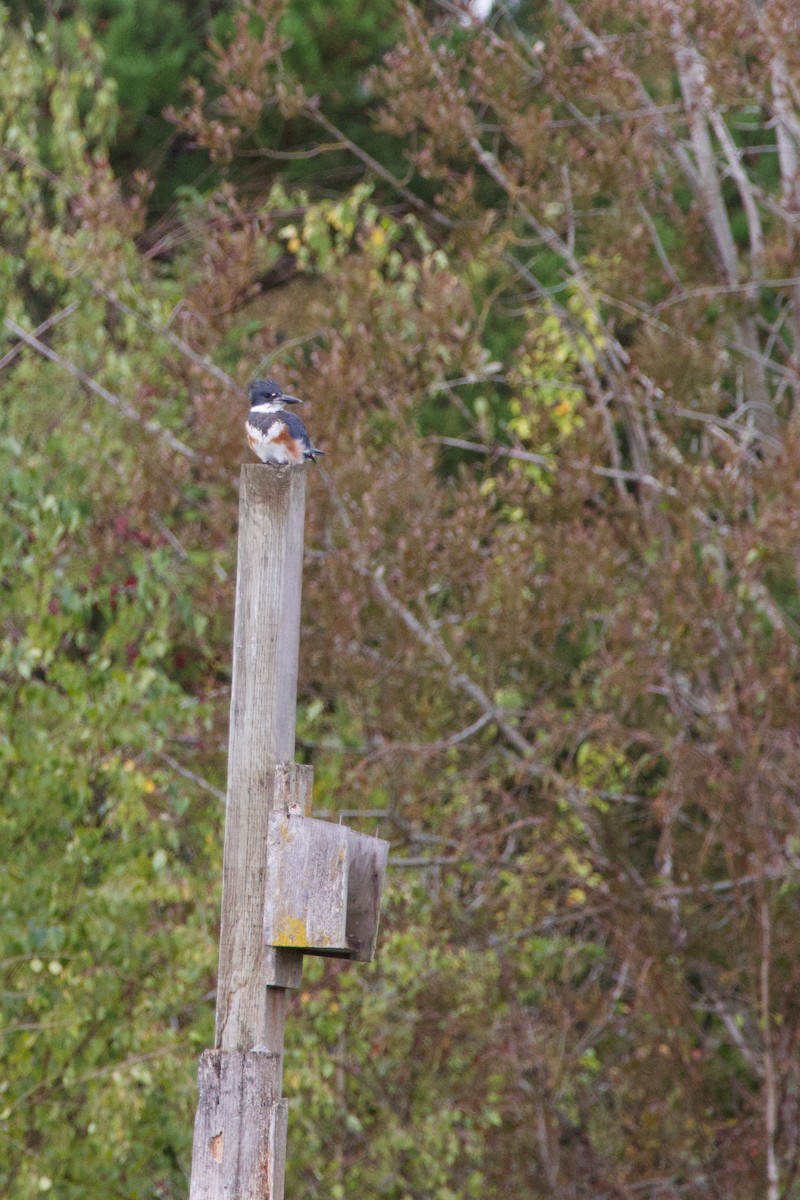 Belted Kingfisher - ML609784037