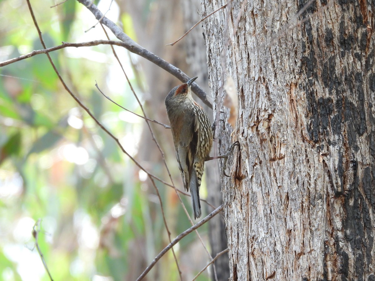 Red-browed Treecreeper - ML609784045