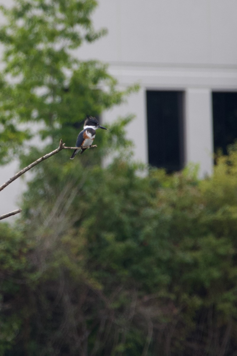 Belted Kingfisher - ML609784048