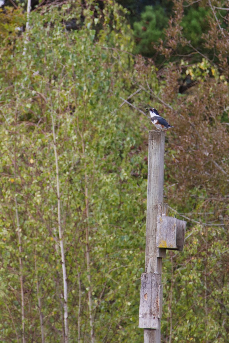 Belted Kingfisher - ML609784049