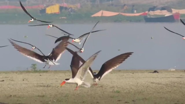 Indian Skimmer - ML609784058
