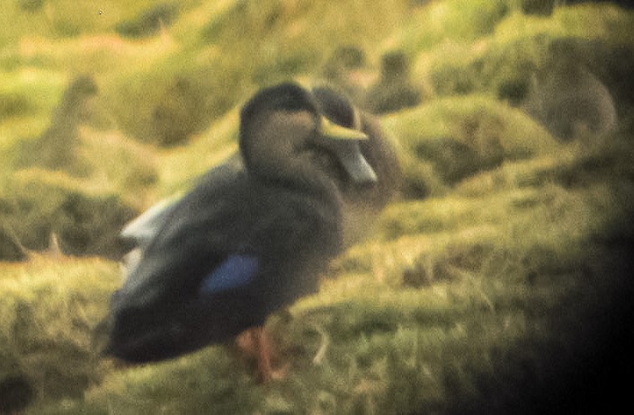 American Black Duck - ML609784102