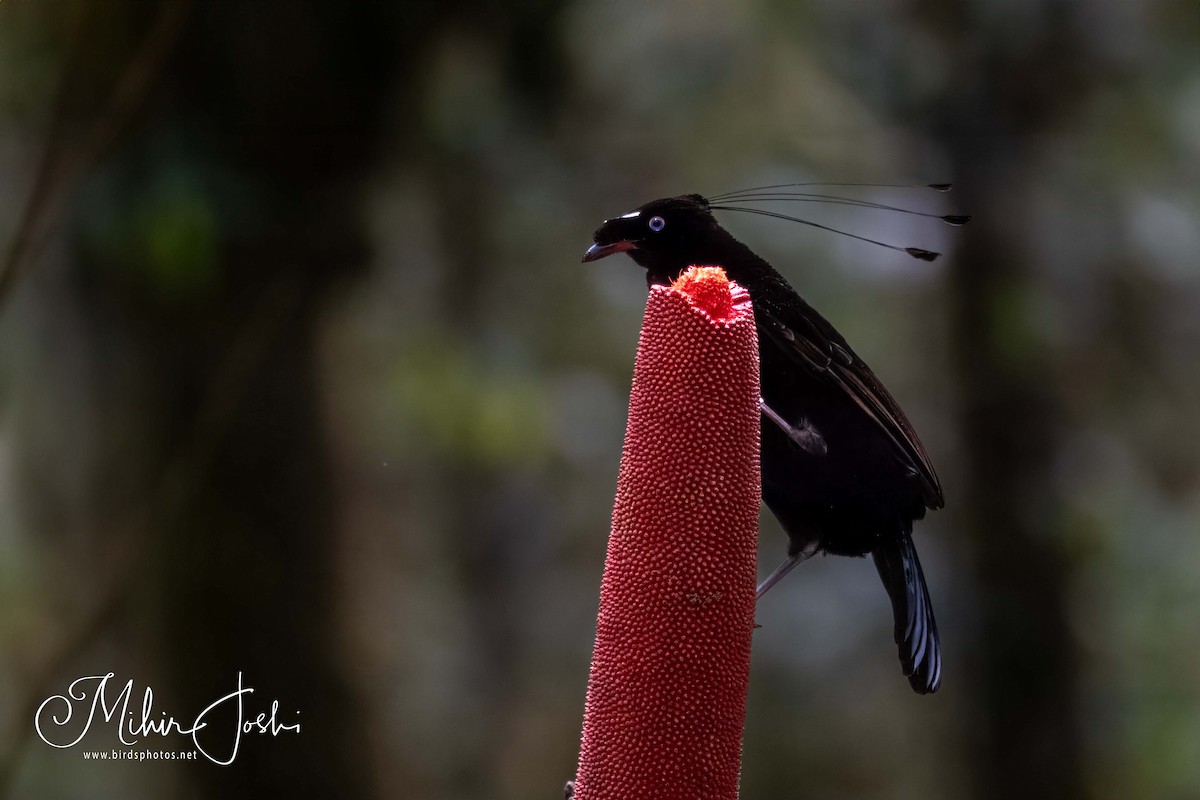 Western Parotia - ML609784149