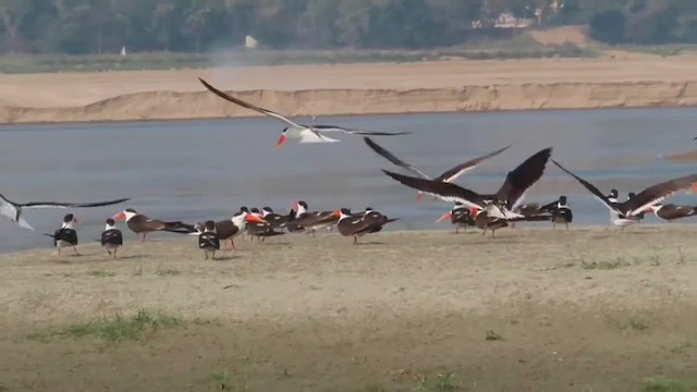 Indian Skimmer - ML609784160