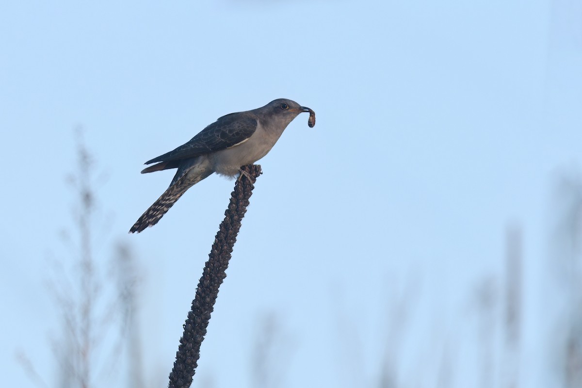 Pallid Cuckoo - Nathan  Ruser