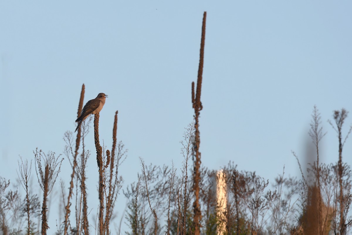 Pallid Cuckoo - ML609784178