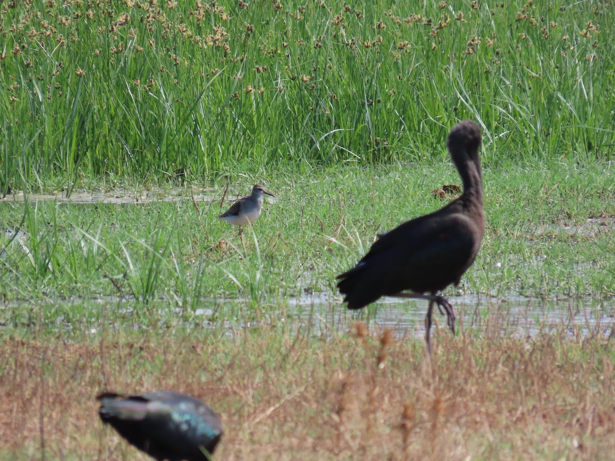 Wood Sandpiper - ML609784189