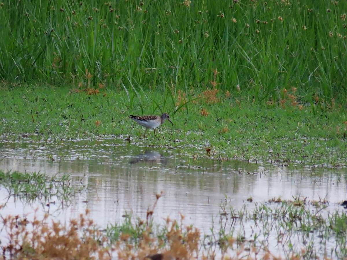 Wood Sandpiper - Guillaume Réthoré