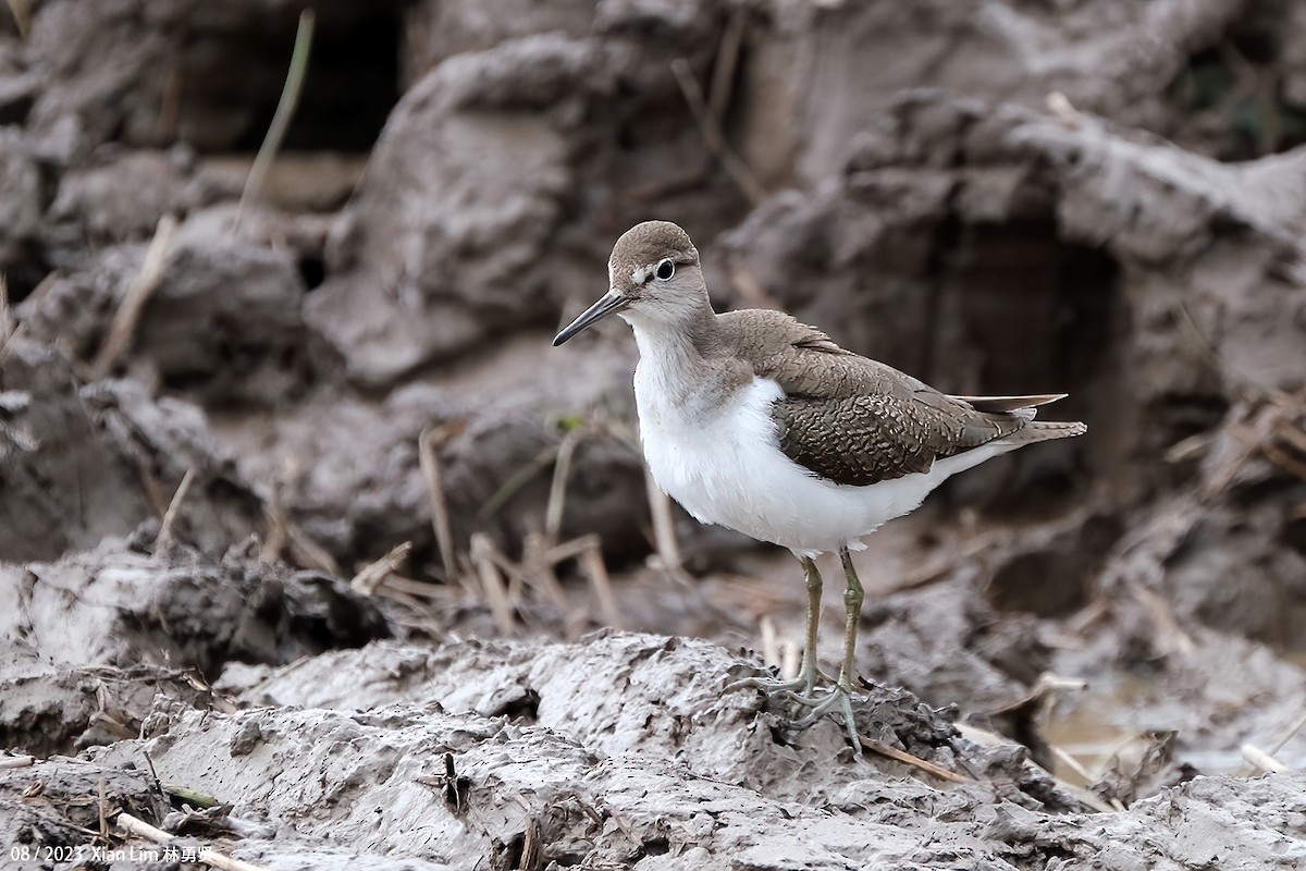 Common Sandpiper - Lim Ying Hien