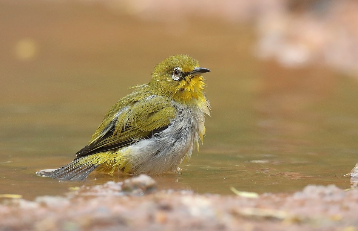 Swinhoe's White-eye - ML609784284