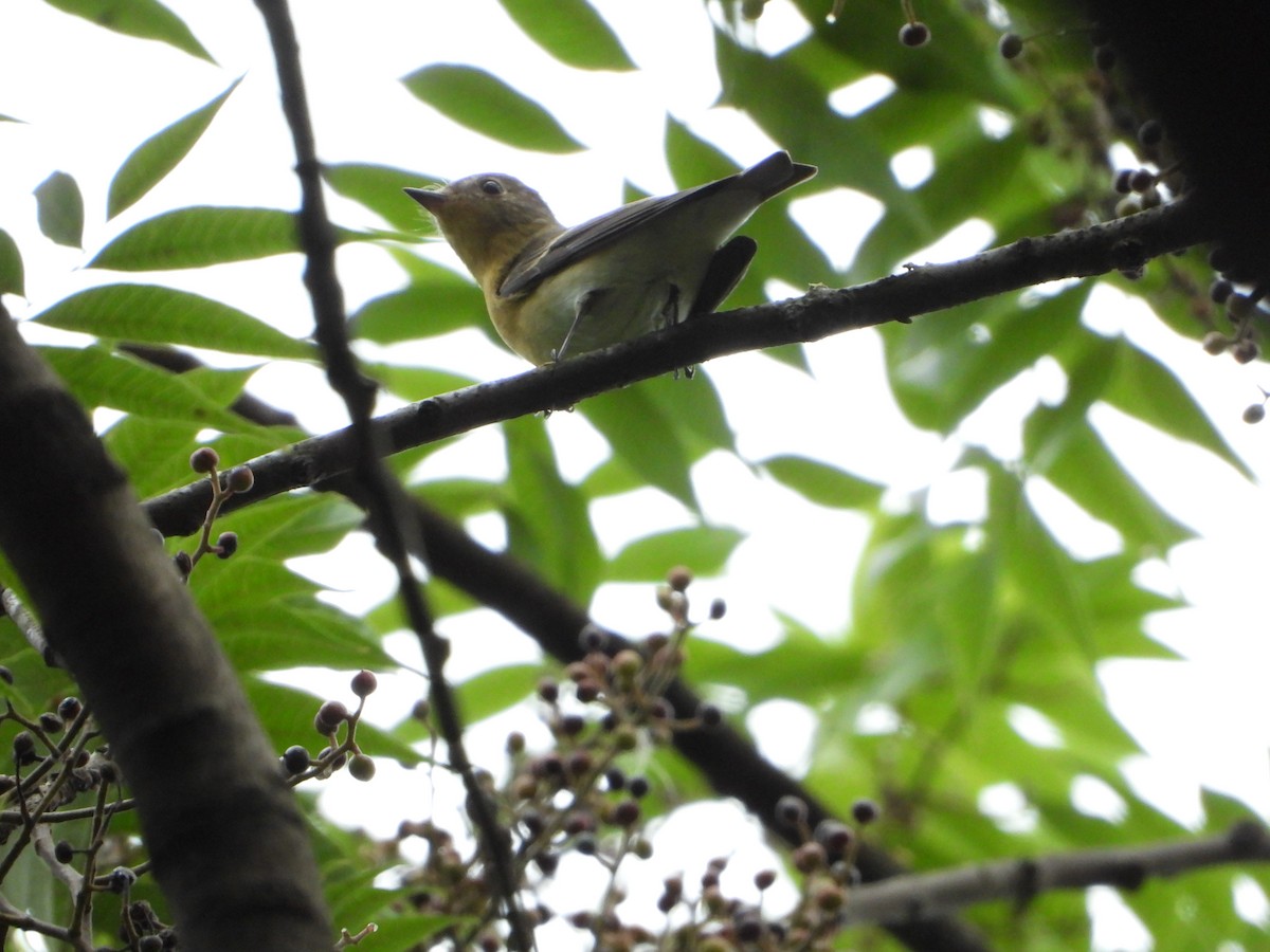 Mugimaki Flycatcher - ML609784290
