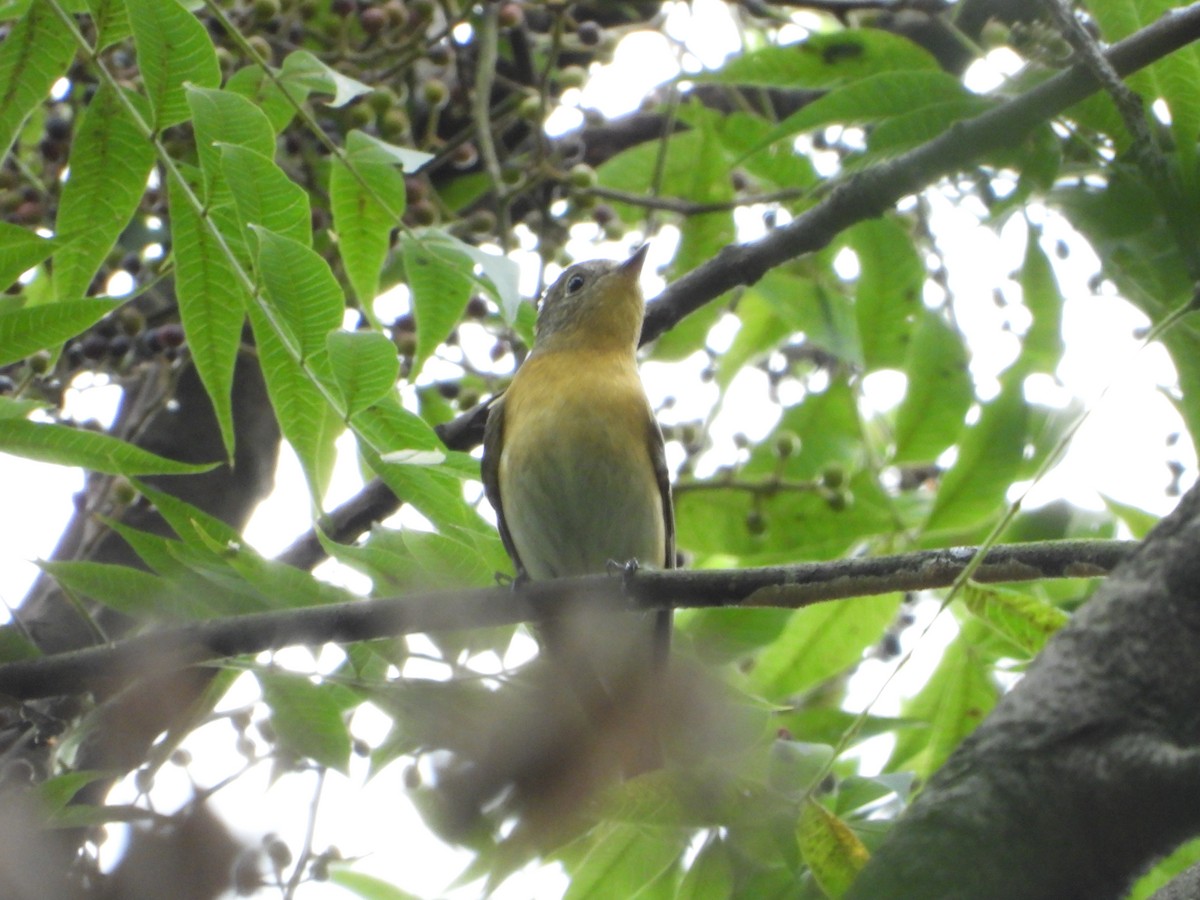Mugimaki Flycatcher - ML609784291
