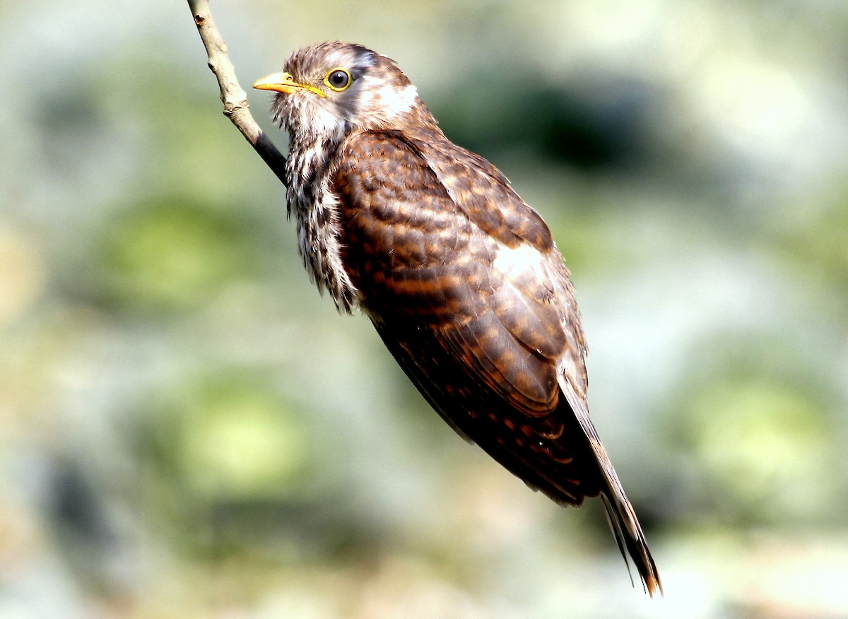 Common Hawk-Cuckoo - Zenifar Azmiri