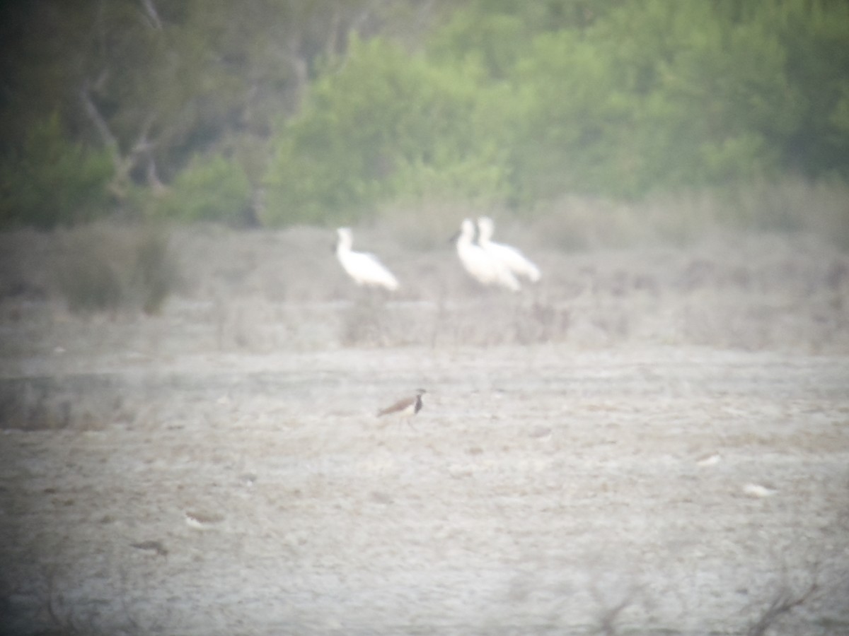 Banded Lapwing - ML609784455