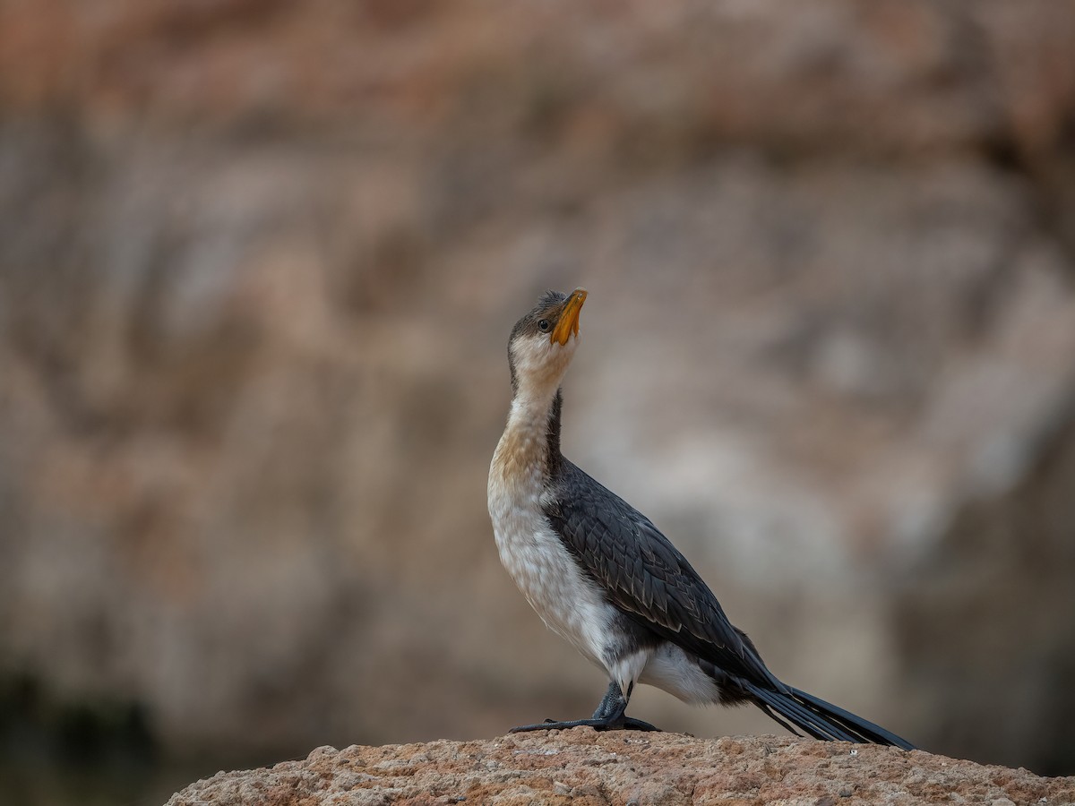 Little Pied Cormorant - ML609784459