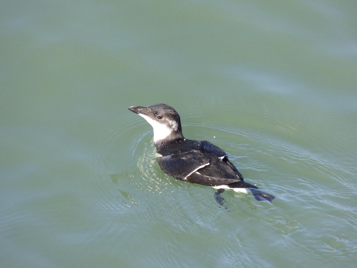 Razorbill - ML609784588