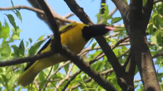 Black-hooded Oriole - ML609784600