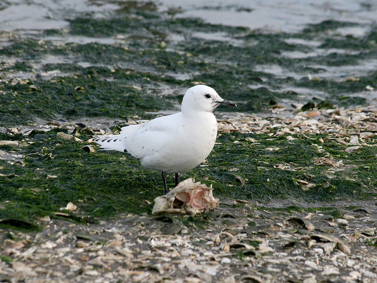 Mouette blanche - ML609784601