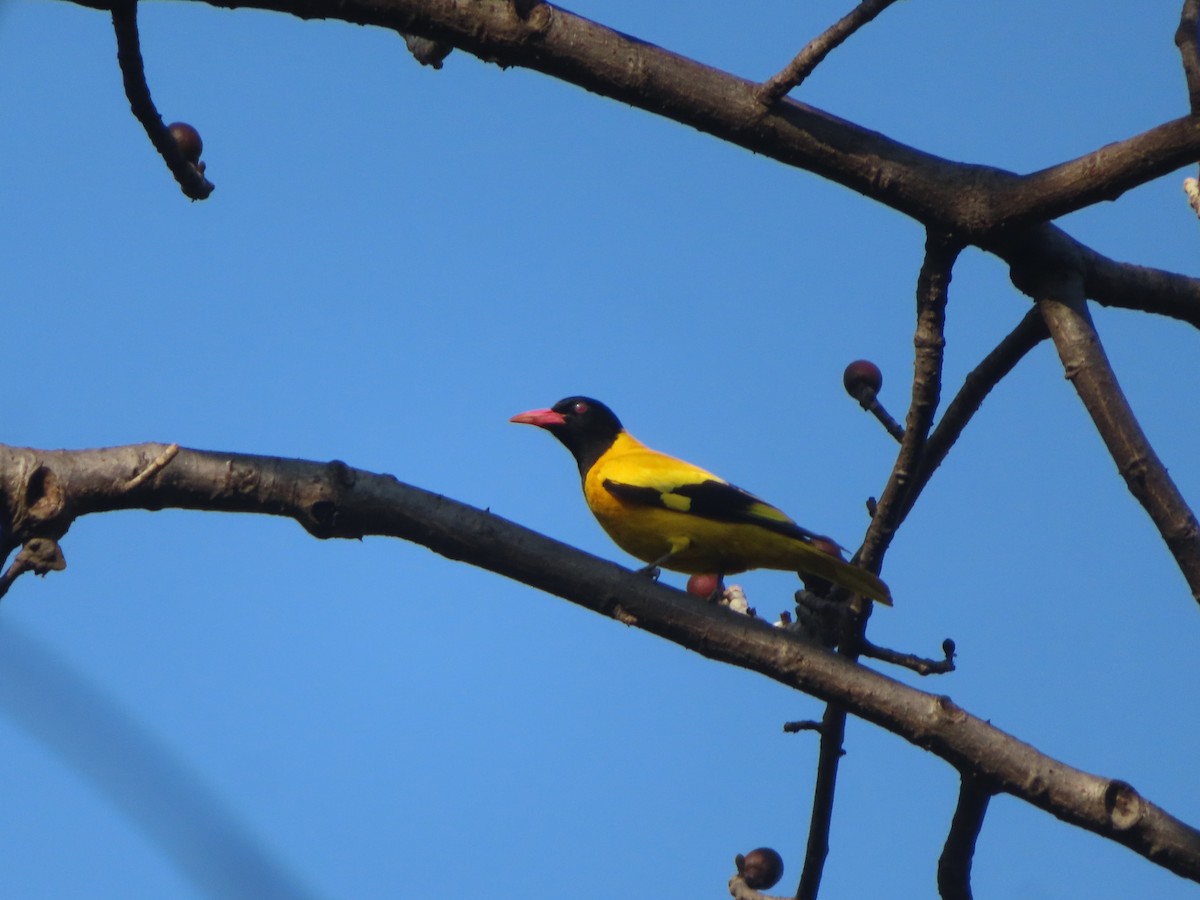 Black-hooded Oriole - ML609784611