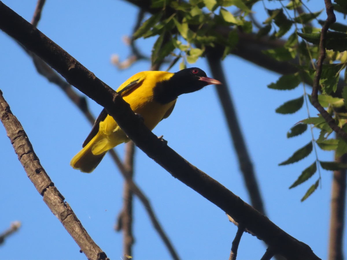 Black-hooded Oriole - ML609784612