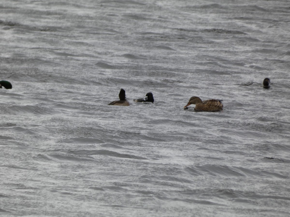 Ring-necked Duck - Thomas Churchyard