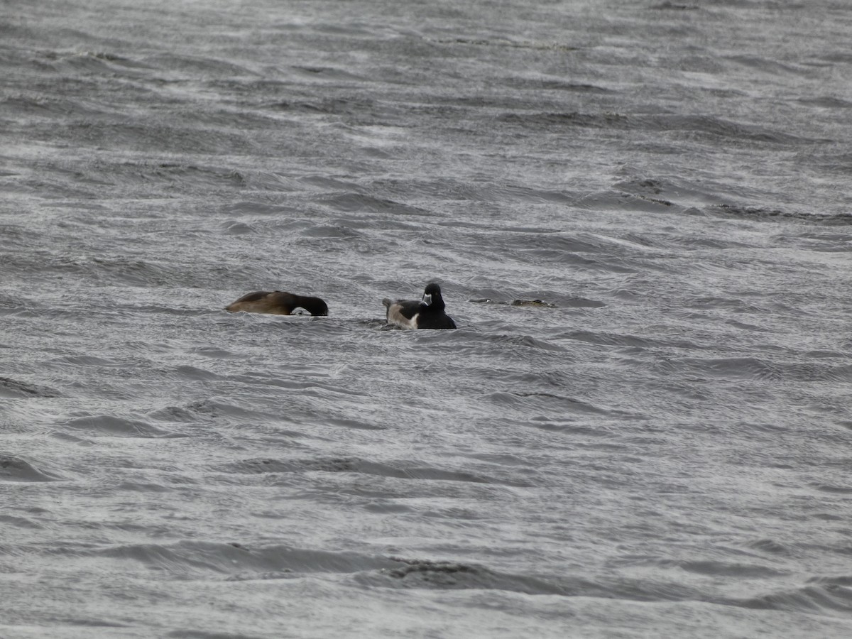 Ring-necked Duck - ML609784628