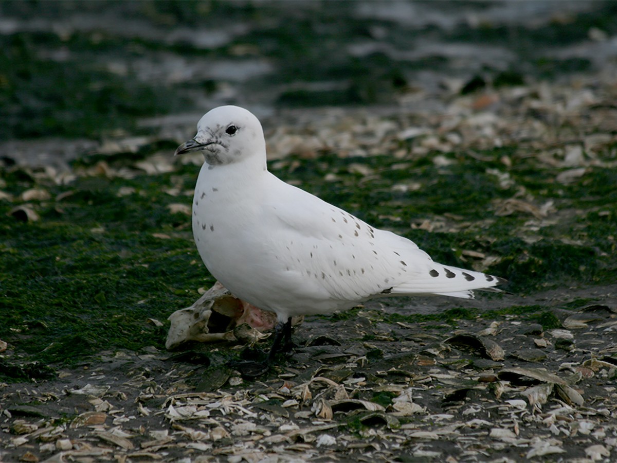 Gaviota Marfileña - ML609784642