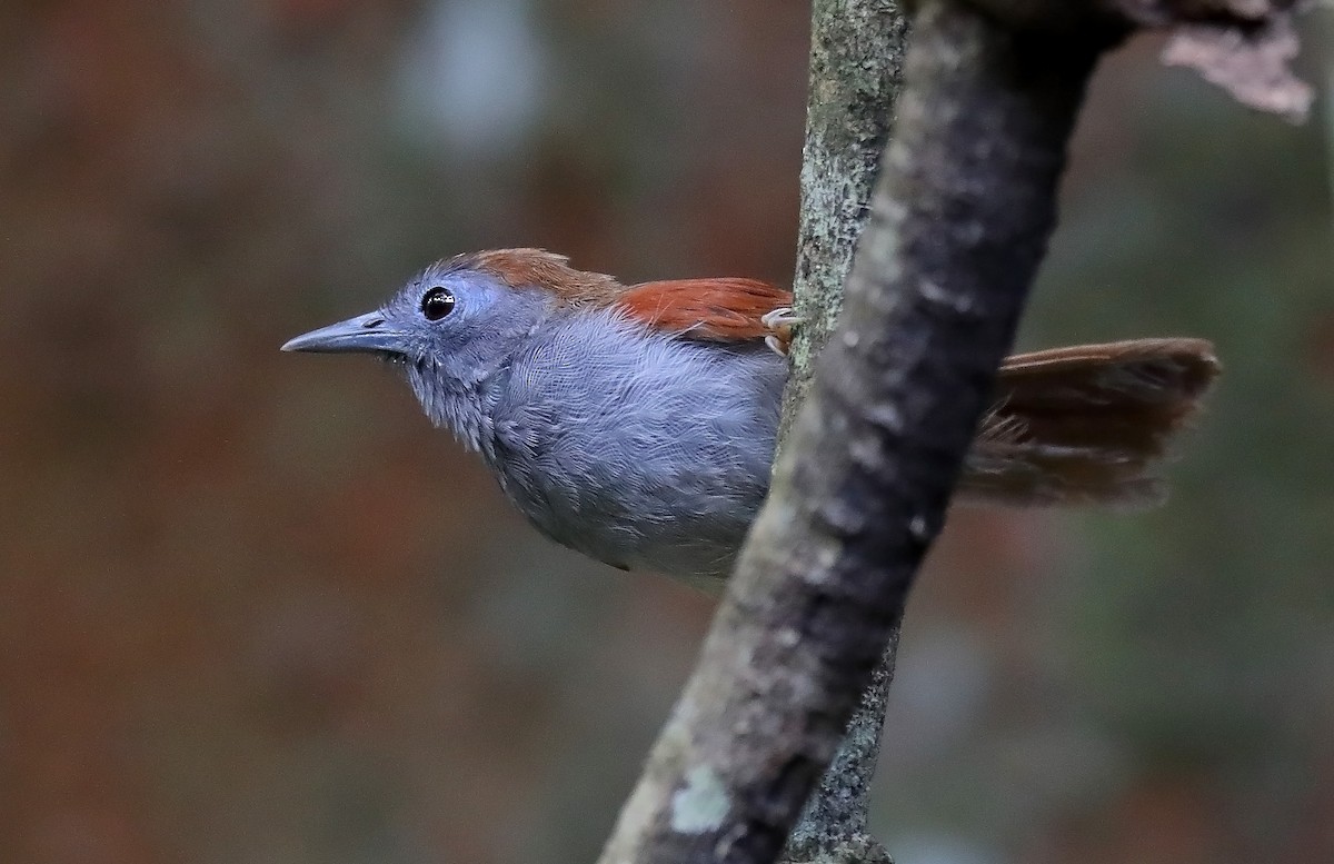 Chestnut-winged Babbler - sheau torng lim