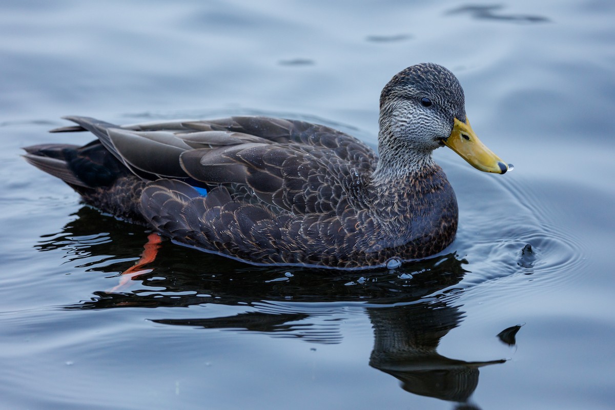 American Black Duck - ML609784770