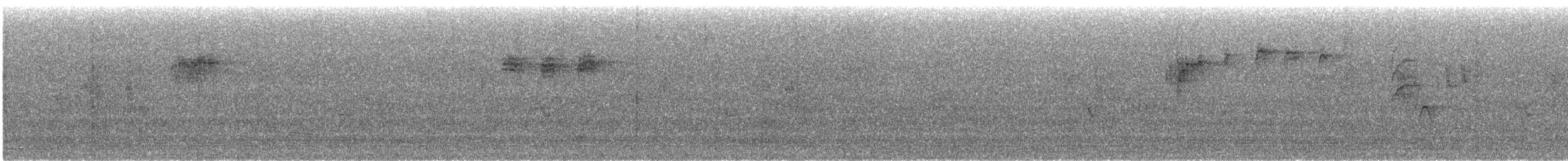 Lorículo Coroniazul - ML609784810