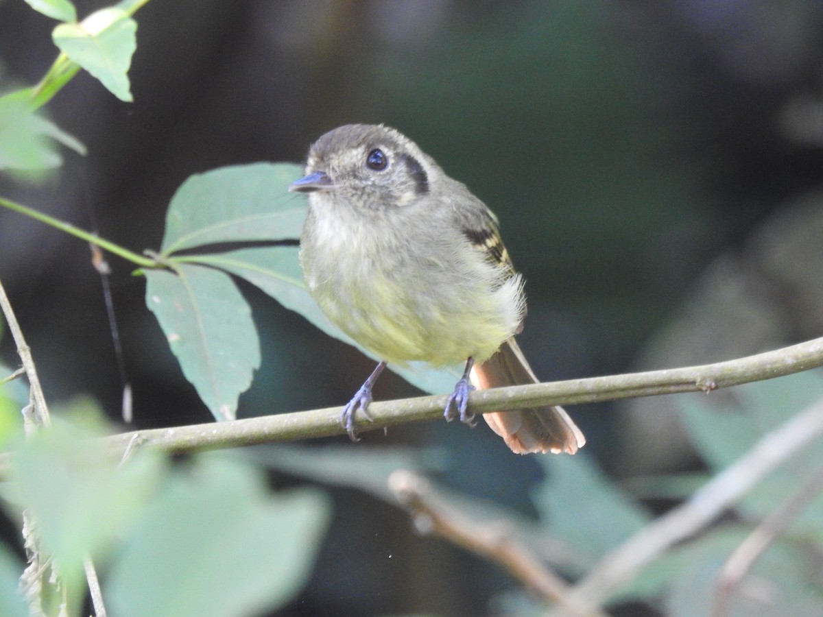 Sepia-capped Flycatcher - Patricio Ramírez Llorens