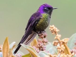 Male - Purple-backed Thornbill