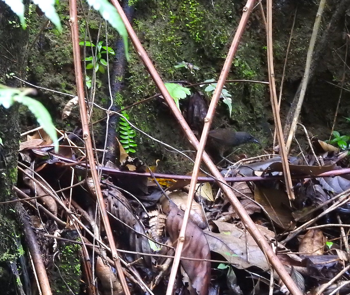 Santa-Marta-Tapaculo - ML609784916