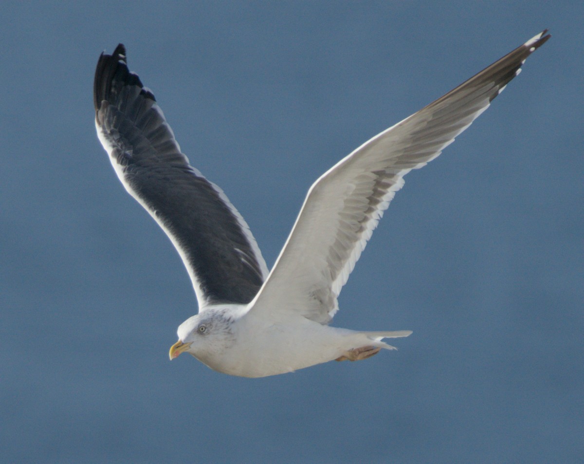 Gaviota Sombría - ML609784944