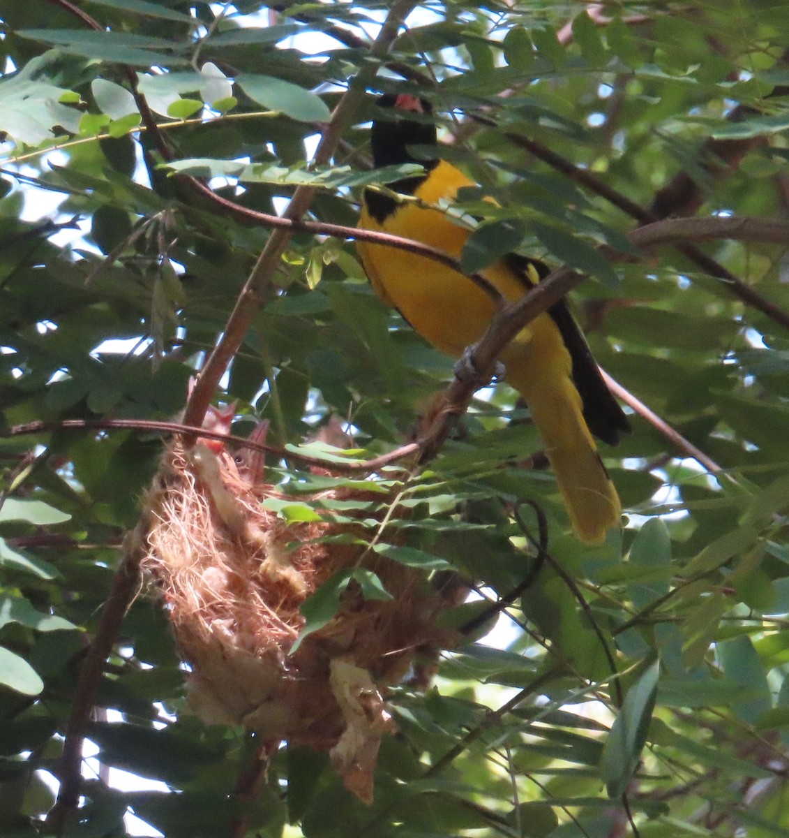 Black-hooded Oriole - ML609785066