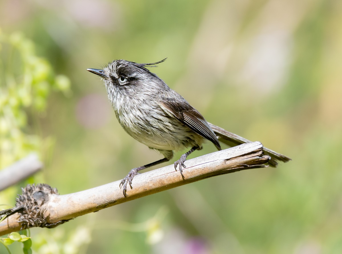 Tufted Tit-Tyrant - Bania Echeverría