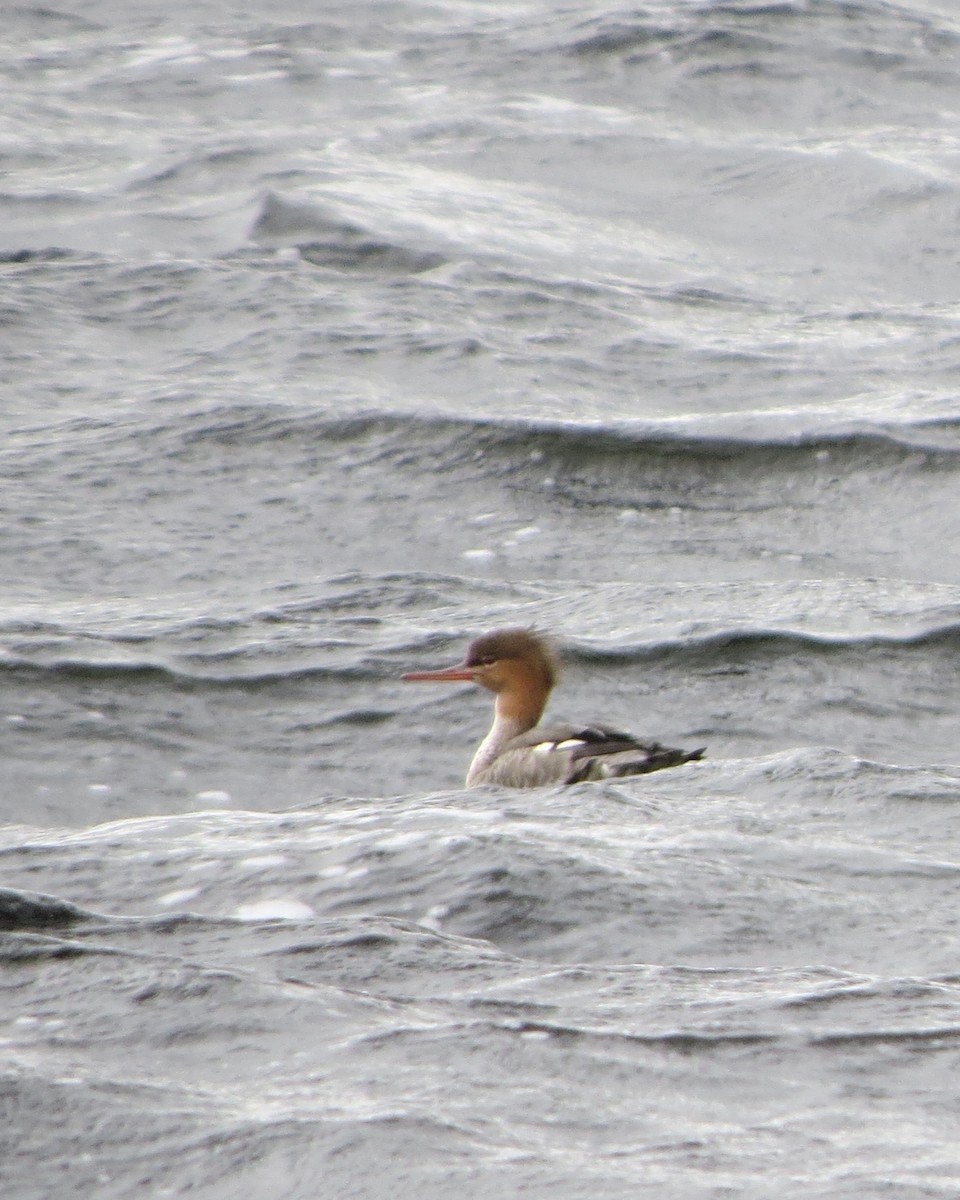 Red-breasted Merganser - Tristan Lowery