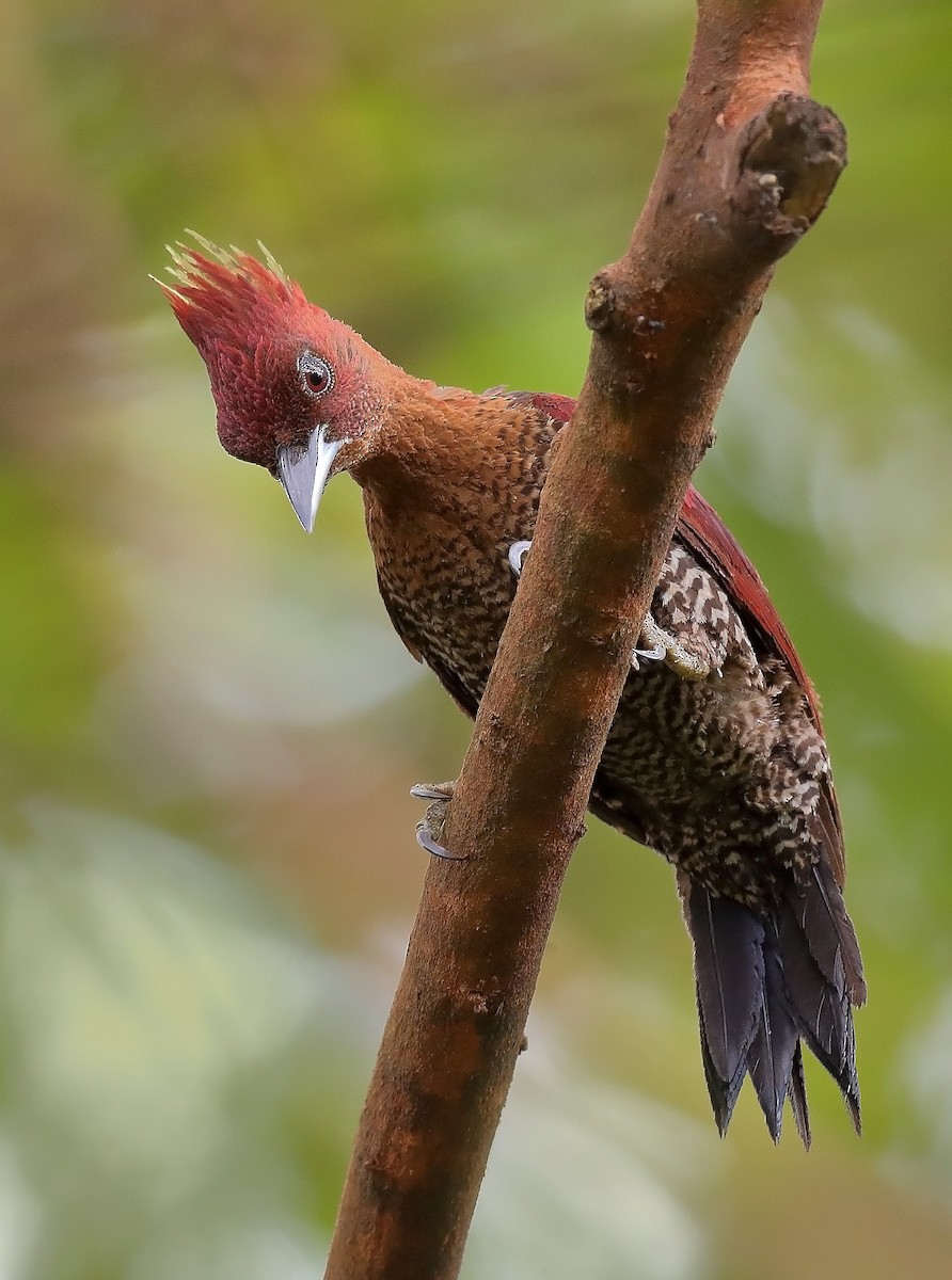 Banded Woodpecker - ML609785302