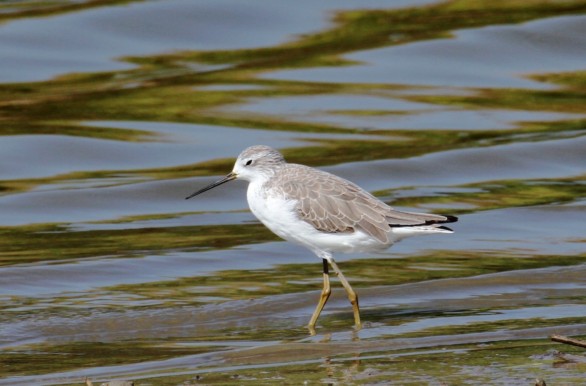 Marsh Sandpiper - ML609785548