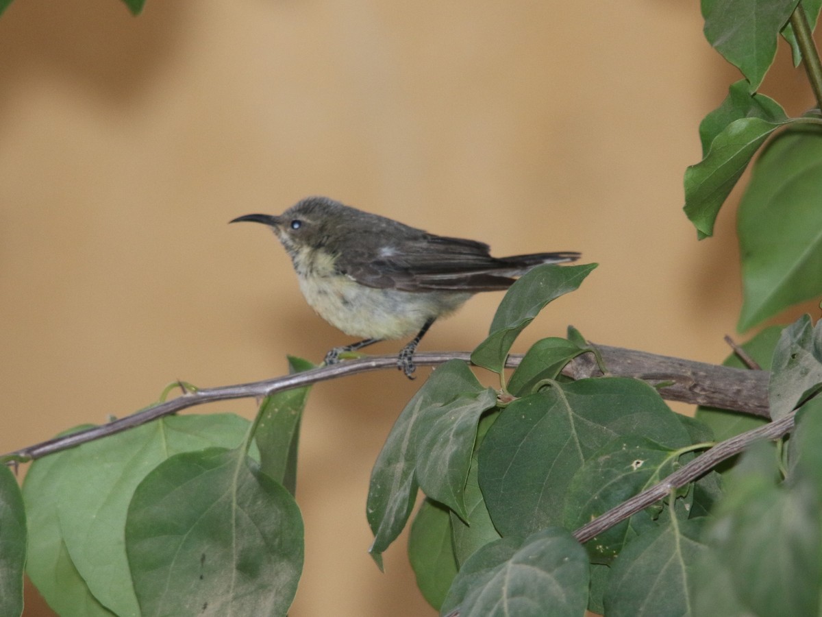Variable Sunbird - ML609785616